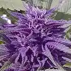 Picture for song 'Smokin Purp (Buy 1 get 4 FREE)' by artist 'Errol Beats'