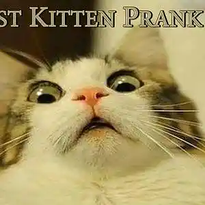 Picture for song 'Racist Kitten' by artist 'JoshPranks'