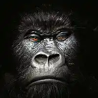Picture for song 'Silverback' by artist 'Murder Mafia'