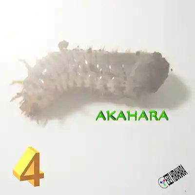 Picture for song 'AKAHARA 4' by artist 'Eizi Hirahara'