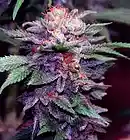 Picture for song 'PURPLE HAZE' by artist 'KINGPIN SOUNDZ'