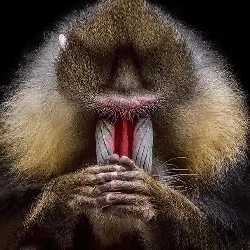 Picture for song 'Party Party (Demo)' by artist 'Motif-Artist'