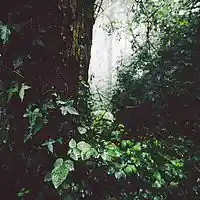 Picture for song 'Jungle' by artist 'ZERO FUX WORLD'