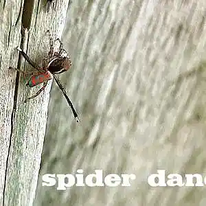 Picture for song 'spider's untitled love song' by artist 'tichphillips'