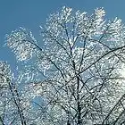 Picture for song 'Molecular Prism3' by artist 'Ambient Dawn'