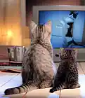 Picture for song 'Le Chat Espiegle (The Playful Cat)' by artist 'Carlo D'Anna'