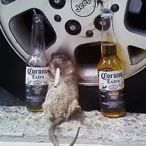 Picture for song 'Angels in Rat Heaven' by artist 'Jammer59'