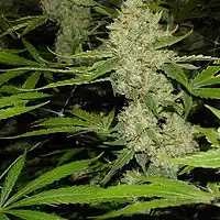 Picture for song 'trapsummer (instrumental)' by artist 'Gino Benz'