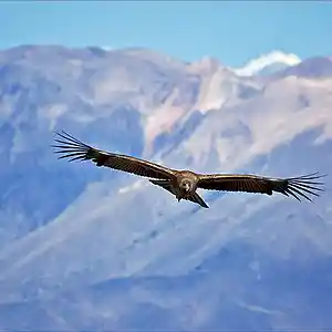 Picture for song 'Windborne' by artist 'Bob Hamilton'