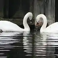 Picture for song 'Alone Together 18' by artist 'Clivey Macdougall'