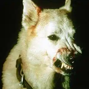 Picture for song 'Wild' by artist 'Suicidal Mistress'