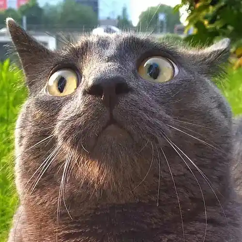 Picture for song 'Eastern juice' by artist 'Crooked Say'