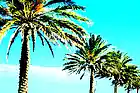 Picture for song 'Palm Treez' by artist 'KiereBeatz'