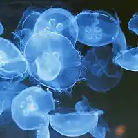 Picture for song 'Feel Better For Joe Aloisa/Russom' by artist 'RICH RUSSOM'