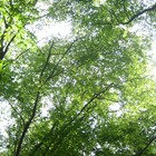 Picture for song 'Six String Dreaming' by artist 'Brett DuBose'