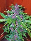 Picture for song 'Pound of Purple' by artist 'Cash Hits'