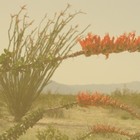 Picture for song 'Spiders' by artist 'Cattleprod'