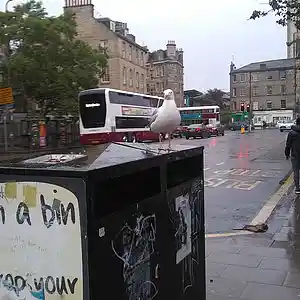 Picture for song 'Summertime' by artist 'Clivey Macdougall'