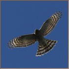 Picture for song 'Sparrowhawk' by artist 'Gray Hawke'