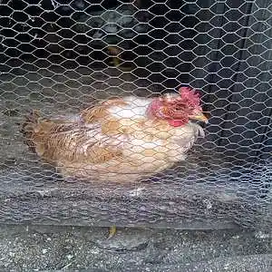 Picture for song 'Willows and osiers - Experiencias de som' by artist 'GRITALI'