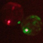 Picture for song 'peace...' by artist 'JamJuice'