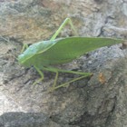 Picture for song 'Vim Muaj Koj' by artist 'Jay Wai'