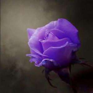 Picture for song 'Every Shade of Purple' by artist 'Lee Boos Project'
