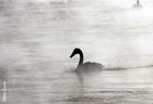 Picture for song 'murphy law - mist' by artist 'Murphy Law'