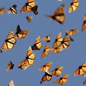 Picture for song 'Flight of the Monarchs' by artist 'Ralph Atkinson'