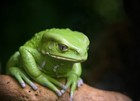 Picture for song 'My pet frog robot' by artist 'RussBuss Dub Production'