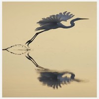 Picture for song 'Cicadas ...' by artist 'stefanos grigoriadis'