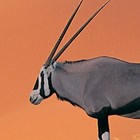 Picture for song 'Nigha Listen' by artist 'Tha Young Don'