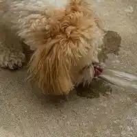 Picture for song 'Im In Trouble' by artist 'D B Hankinster'