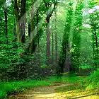 Picture for song 'A walk in the park' by artist 'Derlex'