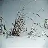 Picture for song 'Winter by Vivaldi' by artist 'Mark Adamczyk Group'
