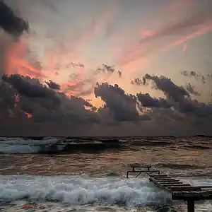 Picture for song 'flexking- soul tree' by artist 'OMG flex'