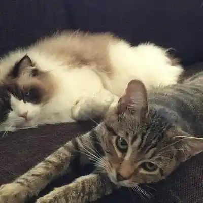 Picture for song 'Oneonone' by artist 'Al Dionisio'