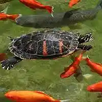 Picture for song 'tortoise pace' by artist 'Bsreelbeatzzz'