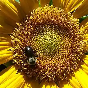 Picture for song 'Rachel's Blues' by artist 'Cevin Clay'