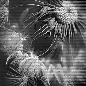 Picture for song 'Dream Twice - Three 7.mp3' by artist 'Dream Twice'