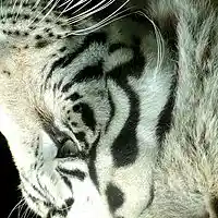 Picture for song 'DJ Luck - Sleazy' by artist 'DJ Luck94'