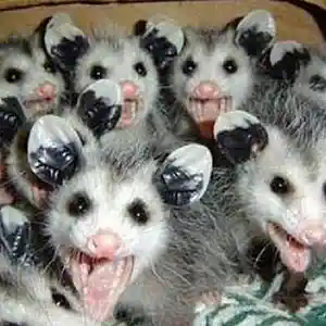 Picture for song 'Playing Dead - The Dead Possums' by artist 'RICH RUSSOM'