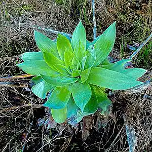 Picture for song 'The Nub' by artist 'Gagmesharkoff'