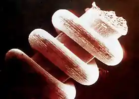 Picture for song 'Ecos prehistoricos.mp3' by artist 'Paradojico Sonido Tacuara'