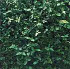 Picture for song 'Never Sleep' by artist 'Inverness'