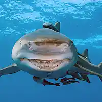 Picture for song 'Swimming With Sharks::UNLIMITED Trackout $25:::Bas' by artist 'John The Wild'