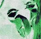 Picture for song 'Arboreality' by artist 'Noah Cohn'