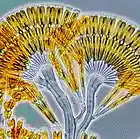 Picture for song 'Homeworld' by artist 'Ken Clinger'