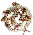 Picture for song 'Requiem for Wasps' by artist '(noou)'