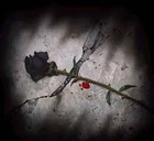 Picture for song 'Dead Rose' by artist 'Ace Sanks'
